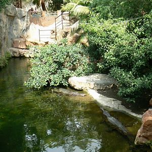 First false gharials exhibit