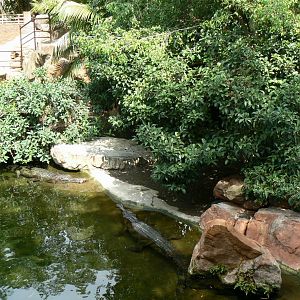 First false gharials exhibit