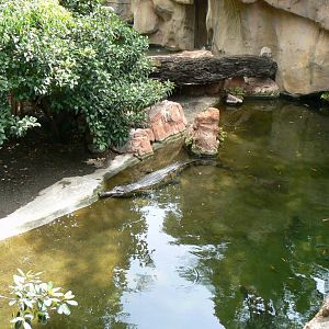 FIrst and second (behind) exhibits for false gharials