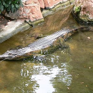 False gharial