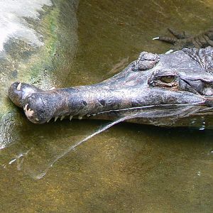 False gharial