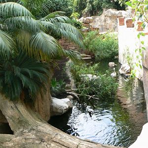 Spot-billed pelicans exhibit