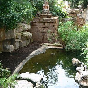 Spot-billed pelicans exhibit