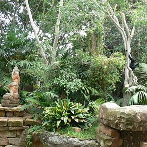 Golden-cheeked gibbons exhibit