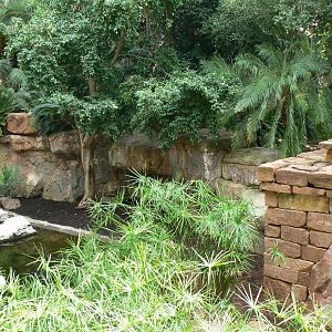 Spot-billed pelicans exhibit