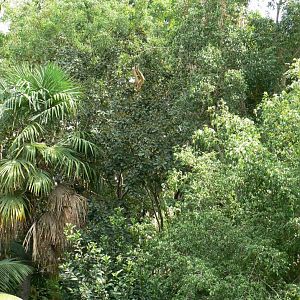 There is a gibbon on this picture !