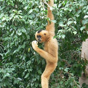 Female golden-cheeked gibbon
