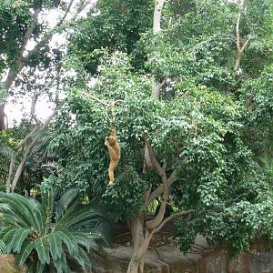 Golden-cheeked gibbons in their very nice exhibit