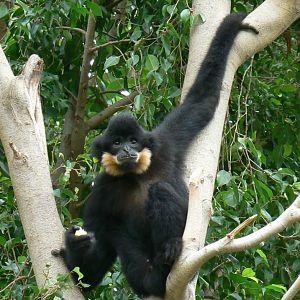 Male golden-cheeked gibbon