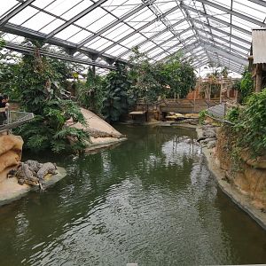 Nile Crocodiles exhibit (Main pool)