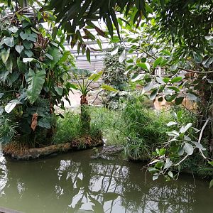 Nile Crocodiles exhibit (Main pool)