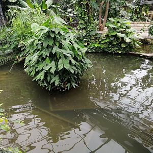 Amazonian Fish Pond