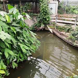Amazonian Fish Pond