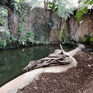 West African crocodiles exhibit
