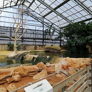 Nile Crocodiles exhibit (Main pool)