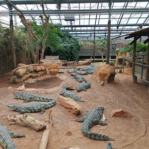 Nile Crocodiles exhibit (Main pool)