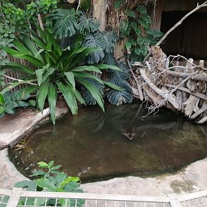 Main Philippine crocodiles exhibit