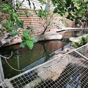 Malayan False Gharials exhibit