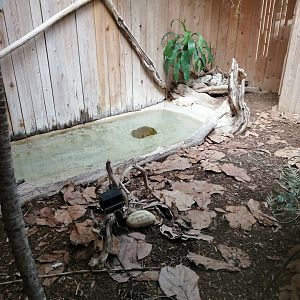 Cuvier's Dwarf Caimans exhibit