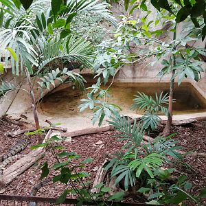 Spectacled Caimans exhibit