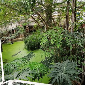 American Alligators exhibit