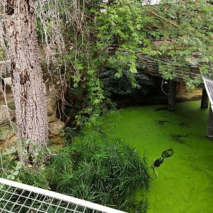 American Alligators exhibit