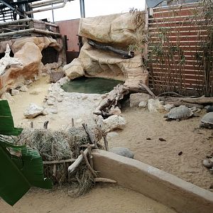 African Spurred Tortoises exhibit