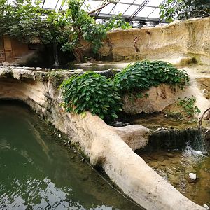 Indian Gharials exhibit