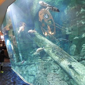 Lake Michigan Tank main viewing window - Reiman Aquarium