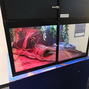 Ball Python terrarium - Reiman Aquarium