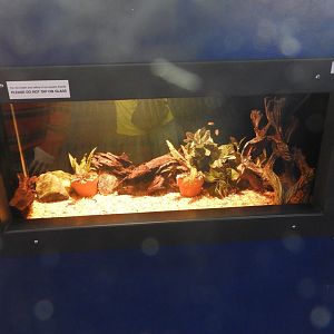 Pea Puffer tank - Weird and Wild - Reiman Aquarium
