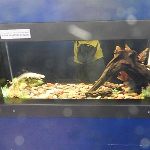 Axolotl tank - Weird and Wild - Reiman Aquarium