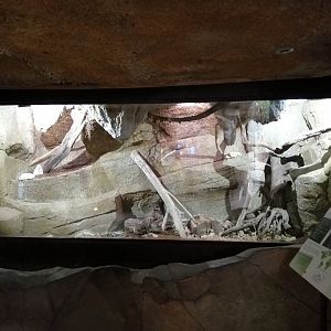 Python Island : Beauty Rat Snakes Terrarium