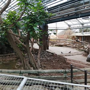 Galápagos Giant Tortoises exhibit