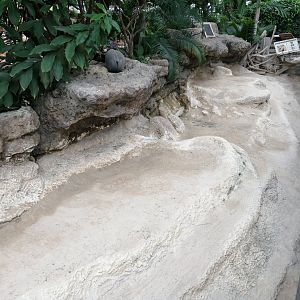 Aldabra Giant Tortoises exhibit