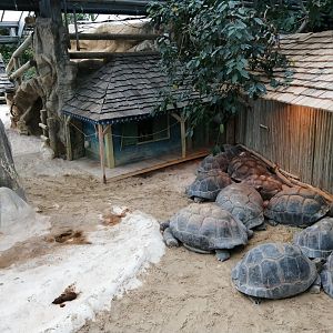 Aldabra Giant Tortoises exhibit