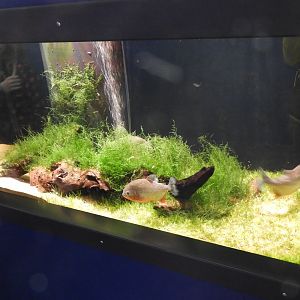 Red-bellied Piranha tank - Weird and Wild - Reiman Aquarium