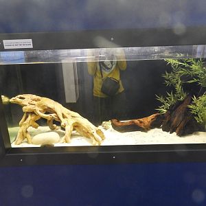 West African Lungfish tank - Weird and Wild - Reiman Aquarium