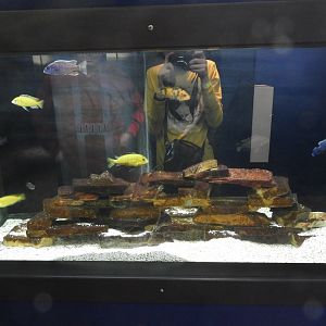 Lake Malawi tank - Weird and Wild - Reiman Aquarium