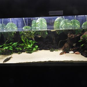 Asian River tank - Weird and Wild - Reiman Aquarium