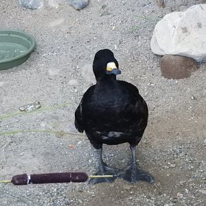 Black Scoter (Melanitta americana)