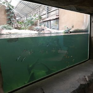 Python Island : Asian Fisch Pond