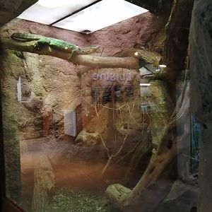 Python Island : Asian Water Monitor Terrarium