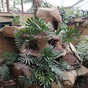 Python Island : Reticulated Pythons exhibit