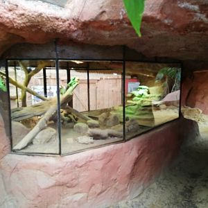 Espace Aventure : Desert Lizards Terrariums