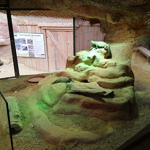 Espace Aventure : Spiny-tailed Lizards Terrarium