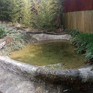 Outdoor area : Chinese Alligators exhibit