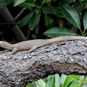 Mangrove Monitor