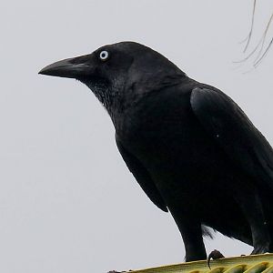 Torresian Crow