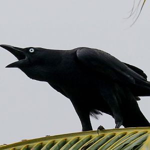 Torresian Crow
